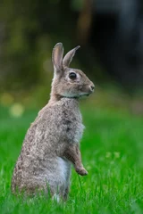 Fototapeten Europees Konijn, European Rabbit, Oryctolagus cuniculus © AGAMI