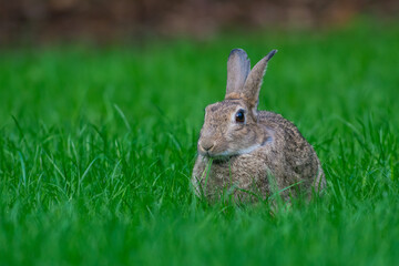Europees Konijn, European Rabbit, Oryctolagus cuniculus