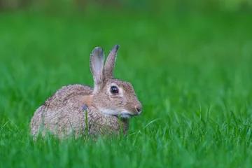 Fototapeten Europees Konijn, European Rabbit, Oryctolagus cuniculus © AGAMI