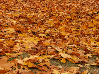 autumn leaves background