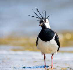 Kievit, Northern Lapwing, Vanellus Vanellus