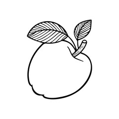Apple hand drawn vector illustration. Apple with leafs outline graphic. Apple sketch drawing. Part of set.