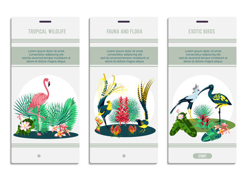 Tropical wildlife onboard screens set. Paradise nature, exotic forest. Fauna, flora and exotic birds mobile application page templates flat vector illustration