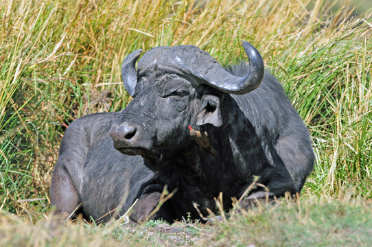 Afrikaanse buffel, Cape Buffalo, Syncerus caffer