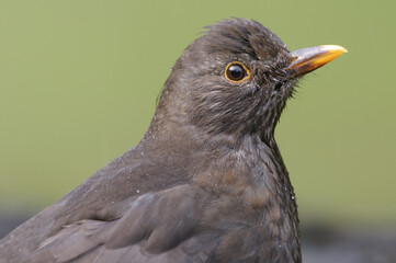 Merel, Common Blackbird, Turdus merula