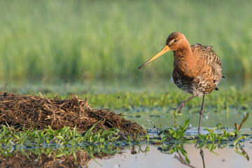 Grutto, Black-tailed Godwit, Limosa limosa
