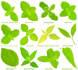 Vector of aromatic culinary Herb seed, vegetable - Different mint, Lemon Balm, Sage, Lemon Verbena, Witch hazel, Stinging Nettle . Healthy ingredients.