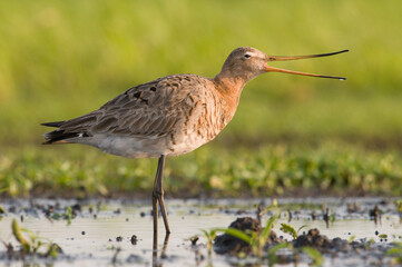 Grutto, Black-tailed Godwit, Limosa limosa