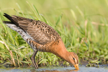 Grutto, Black-tailed Godwit, Limosa limosa