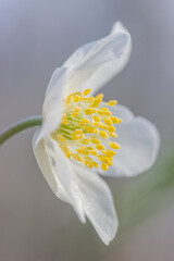 Wood anemone,Anemone nemorosa,white spring flowers with sunlight in nature