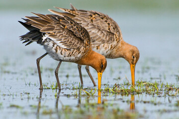 Grutto, Black-tailed Godwit, Limosa limosa