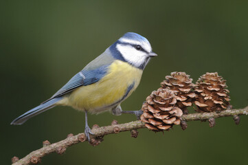 Pimpelmees, Blue Tit, Cyanistes caeruleus