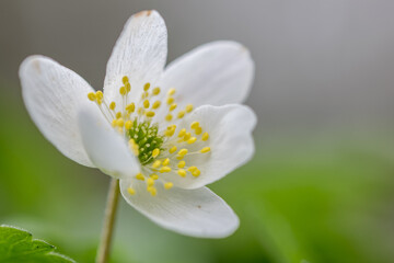 Wood anemone,Anemone nemorosa,white spring flowers with sunlight in nature