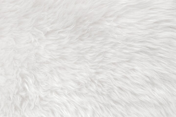 Fototapeta na wymiar White clean wool with white top texture background. light natural sheep wool. white seamless cotton. texture of fluffy fur for designers. close-up fragment white wool carpet