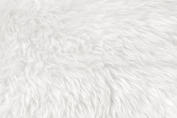 White clean wool with white top texture background. light natural sheep wool. white seamless cotton. texture of fluffy fur for designers. close-up fragment white wool carpet