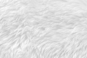 Fototapeta na wymiar White clean wool with white top texture background. light natural sheep wool. white seamless cotton. texture of fluffy fur for designers. close-up fragment white wool carpet