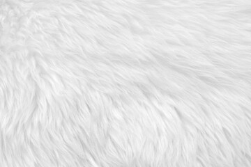 Obraz premium White clean wool with white top texture background. light natural sheep wool. white seamless cotton. texture of fluffy fur for designers. close-up fragment white wool carpet