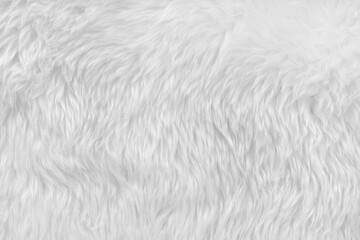 Fototapeta na wymiar White clean wool with white top texture background. light natural sheep wool. white seamless cotton. texture of fluffy fur for designers. close-up fragment white wool carpet