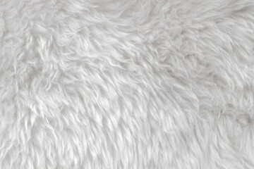 White clean wool with white top texture background. light natural sheep wool. white seamless cotton. texture of fluffy fur for designers. close-up fragment white wool carpet