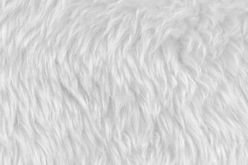 White clean wool with white top texture background. light natural sheep wool. white seamless...