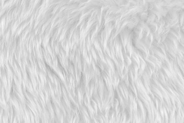 White clean wool with white top texture background. light natural sheep wool. white seamless cotton. texture of fluffy fur for designers. close-up fragment white wool carpet