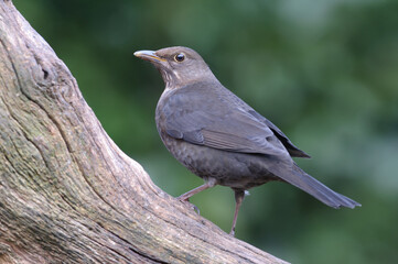 Merel, Eurasian Blackbird, Turdus merula