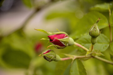 Garden red rose buds close up