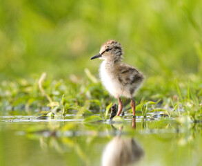 Tureluur, Common Redshank, Tringa totanus