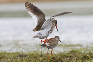 Common Redshanks mating