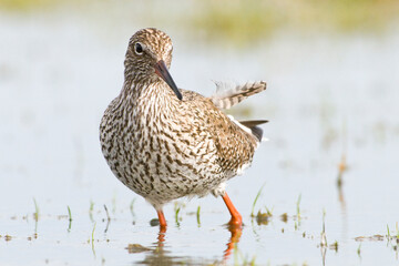 Common Redshank foraging