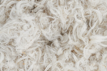 White feathers and fluff from pillows texture background
