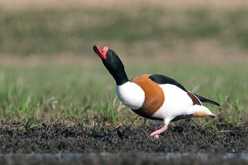 Bergeend, Common Shelduck, Tadorna tadorna