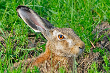 Europese Haas, European Hare, Lepus europaeus