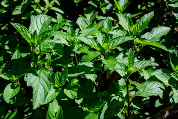 Fresh green peppermint or mentha × piperita, also known as Mentha balsamea leaves in direct sunlight, in an organic herbs garden, in a sunny summer day.