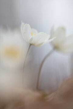 Wood anemone,Anemone nemorosa,white spring flowers with sunlight in nature