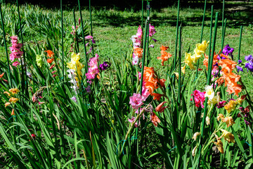 Fototapete bei efototapeten.de bestellen   