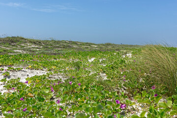 The mats of Railroad Vine with their pretty purple flowers on the beach and dunes of Padre Island on the Gulf Coast of Texas.