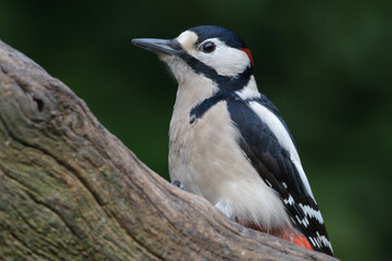 Grote Bonte Specht, Great Spotted Woodpecker, Dendrocopos major