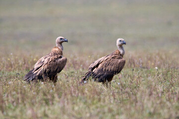 Vale Gier, Griffon Vulture, Gyps vulvus