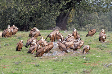 Vale Gier, Griffon Vulture, Gyps vulvus