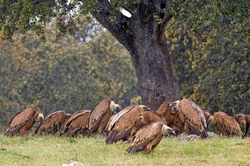 Vale Gier, Griffon Vulture, Gyps vulvus