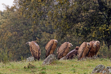 Vale Gier, Griffon Vulture, Gyps vulvus