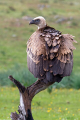 Vale Gier, Griffon Vulture, Gyps vulvus
