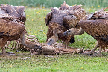 Vale Gier, Griffon Vulture, Gyps vulvus