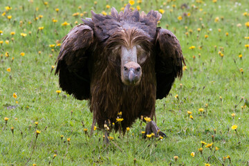 Vale Gier, Griffon Vulture, Gyps vulvus