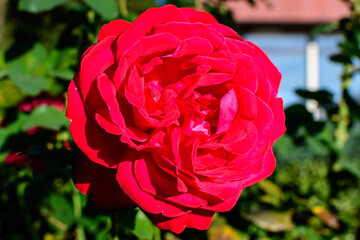Fototapete bei efototapeten.de bestellen   