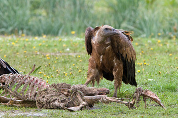 Vale Gier, Griffon Vulture, Gyps vulvus