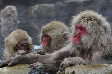 Japanese Macaque, Japanse makaak, Macaca fuscata