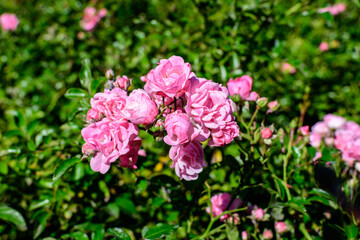 Large bush with many delicate fresh vivid pink magenta roses and green leaves in a garden in a sunny summer day, beautiful outdoor floral background photographed with soft focus.