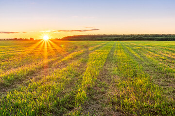 Obraz premium Scenic view at beautiful spring sunset in a green shiny field with green grass and golden sun rays, deep blue cloudy sky on a background , forest and country road, summer valley landscape